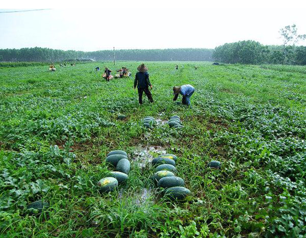 黑美人西瓜种植基地